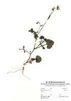 藏品(紫背草)的圖片